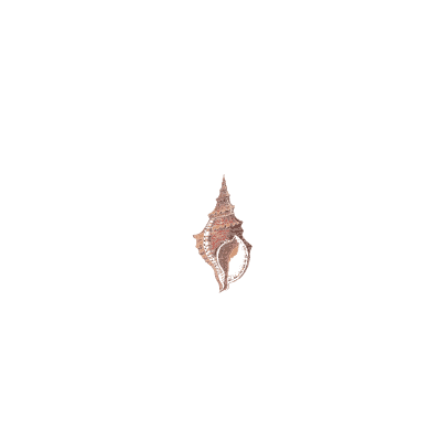 Small whelks - Conchology, or the Natural History of Shells - 1811