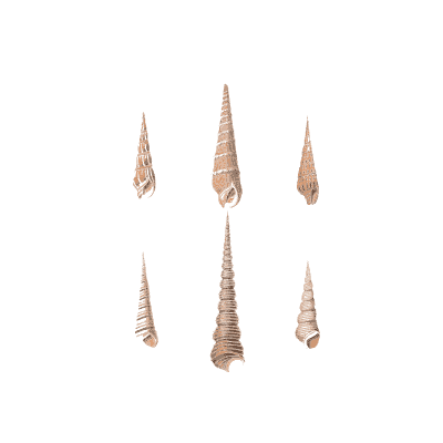Screw shells - Conchology, or the Natural History of Shells - 1811