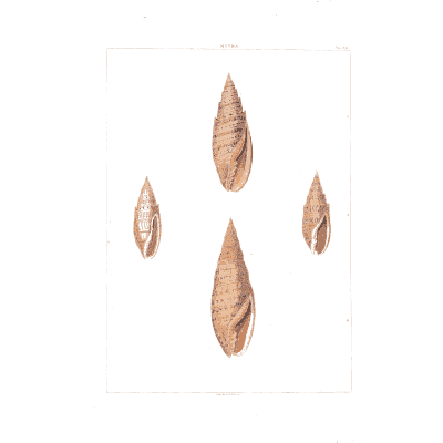 Spindle shells - Conchology, or the Natural History of Shells - 1811