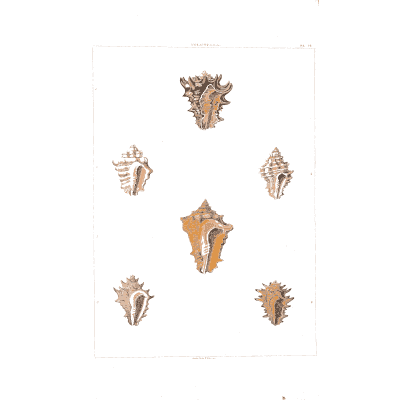 Knobbed whelks - Conchology, or the Natural History of Shells - 1811