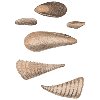 Mussels and horn shells - Conchology, or the Natural History of Shells - 1811