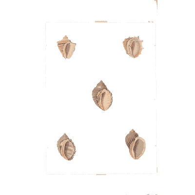 Small oval shells - Conchology, or the Natural History of Shells - 1811