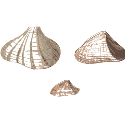 Ribbed fan shells - Conchology, or the Natural History of Shells - 1811