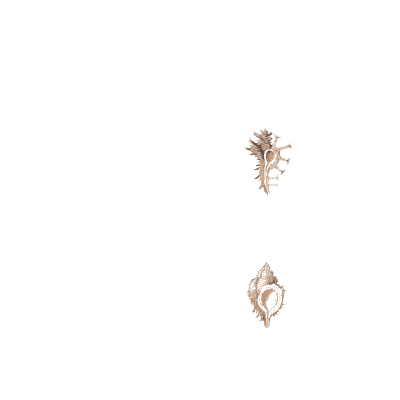 Spined murex - Conchology, or the Natural History of Shells - 1811