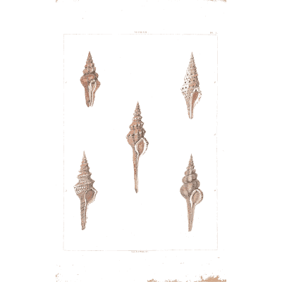 Spired turret shells - Conchology, or the Natural History of Shells - 1811