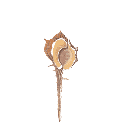 Long tailed murex - Conchology, or the Natural History of Shells - 1811