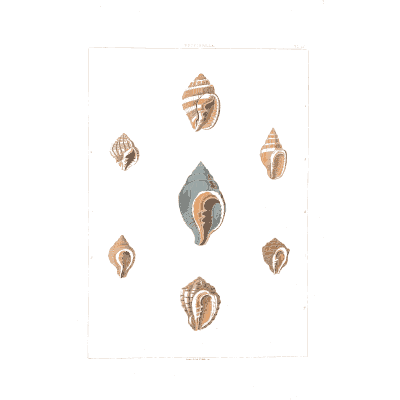 Small banded whelks - Conchology, or the Natural History of Shells - 1811