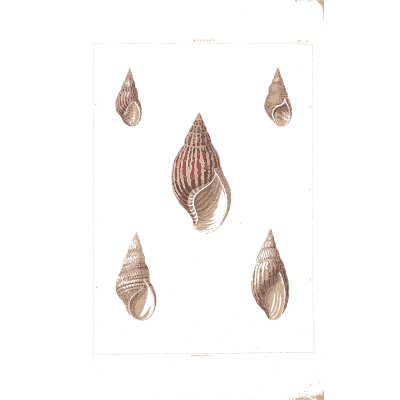 Striped spindle shell - Conchology, or the Natural History of Shells - 1811