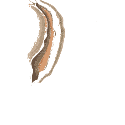 Curved razor shells - Conchology, or the Natural History of Shells - 1811