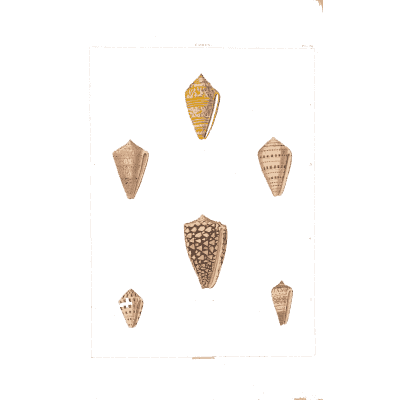 Cone shells 02 - Conchology, or the Natural History of Shells - 1811