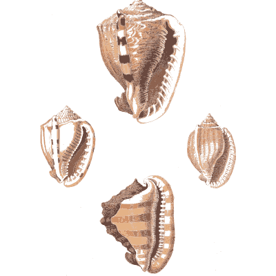 Ribbed conchs - Conchology, or the Natural History of Shells - 1811