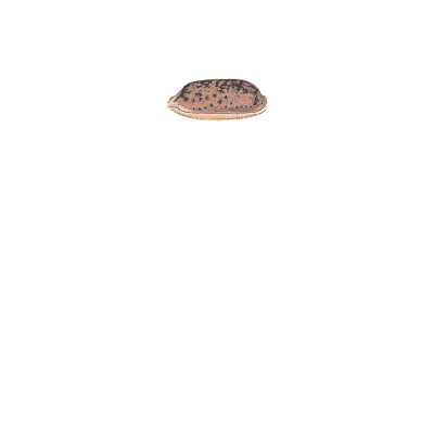 Spotted cowrie 02 - Conchology, or the Natural History of Shells - 1811