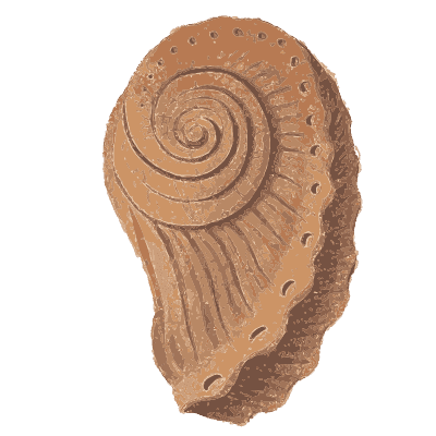 Tusk and coiled shells - Conchology, or the Natural History of Shells - 1811