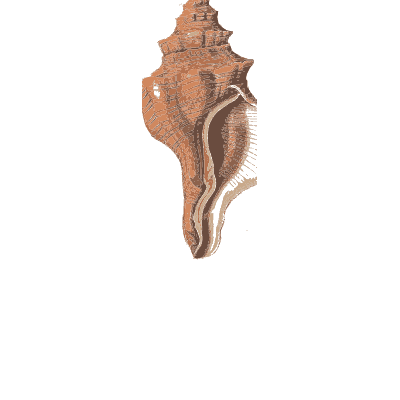 Knobbed spindle shell - Conchology, or the Natural History of Shells - 1811