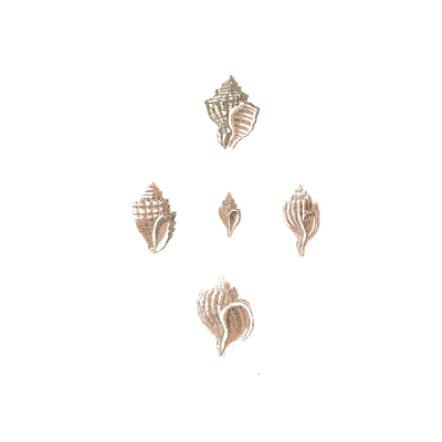 Small ribbed shells - Conchology, or the Natural History of Shells - 1811