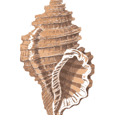 Ribbed whelk - Conchology, or the Natural History of Shells - 1811