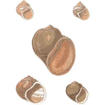 Round top shells - Conchology, or the Natural History of Shells - 1811