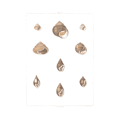 Small top shells - Conchology, or the Natural History of Shells - 1811