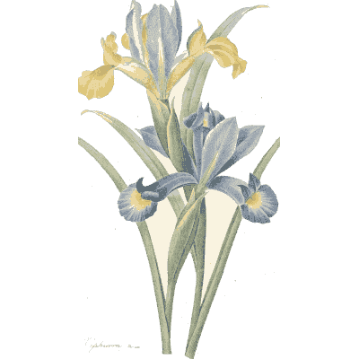 Iris study - Choix des Plus Belles Fleurs et des Plus Beaux Fruits - 1833