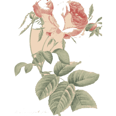 Rose branch study - Choix des Plus Belles Fleurs et des Plus Beaux Fruits - 1833