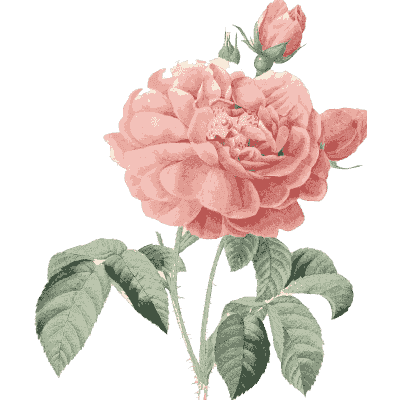 Open rose study - Choix des Plus Belles Fleurs et des Plus Beaux Fruits - 1833