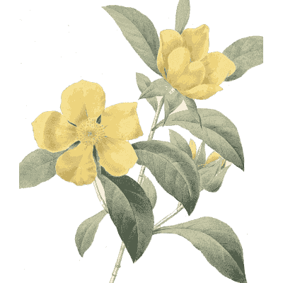 Yellow flower study - Choix des Plus Belles Fleurs et des Plus Beaux Fruits - 1833