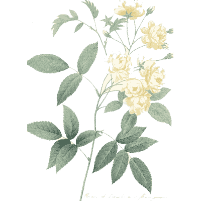 Yellow rose spray - Choix des Plus Belles Fleurs et des Plus Beaux Fruits - 1833