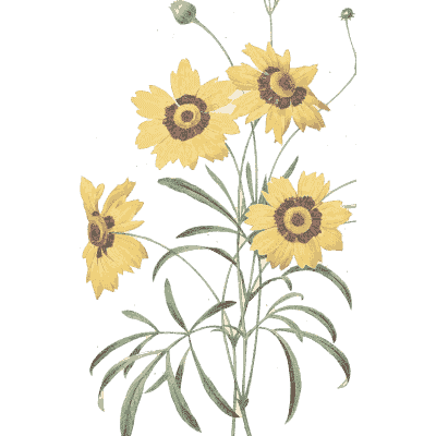 Yellow daisy spray - Choix des Plus Belles Fleurs et des Plus Beaux Fruits - 1833