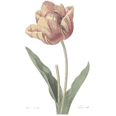 Striped tulip study - Choix des Plus Belles Fleurs et des Plus Beaux Fruits - 1833