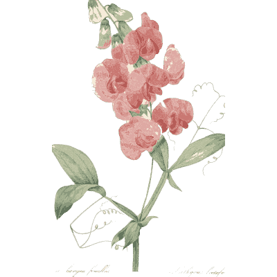 Sweet pea spray - Choix des Plus Belles Fleurs et des Plus Beaux Fruits - 1833