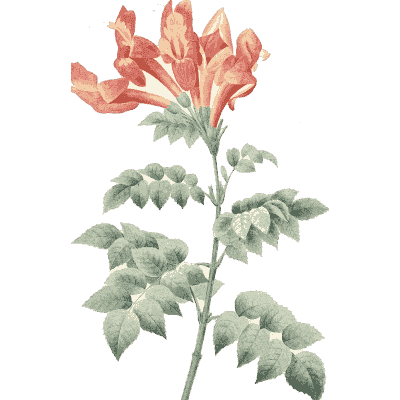 Red flower spray 01 - Choix des Plus Belles Fleurs et des Plus Beaux Fruits - 1833