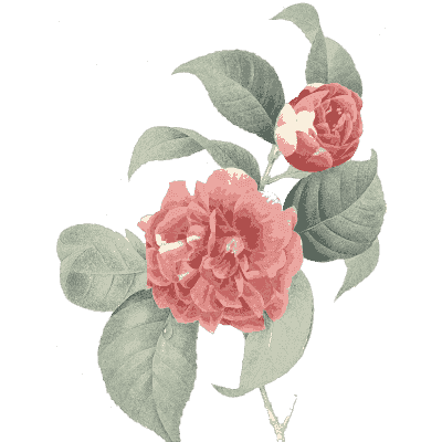 Camellia study - Choix des Plus Belles Fleurs et des Plus Beaux Fruits - 1833