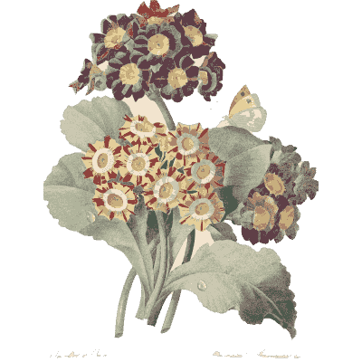 Auricula bouquet - Choix des Plus Belles Fleurs et des Plus Beaux Fruits - 1833