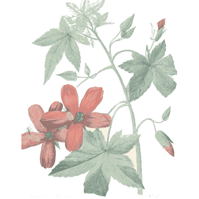 Red mallow study - Choix des Plus Belles Fleurs et des Plus Beaux Fruits - 1833