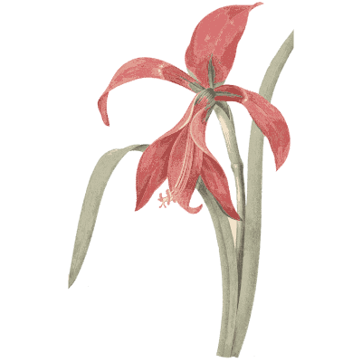 Red lily study - Choix des Plus Belles Fleurs et des Plus Beaux Fruits - 1833