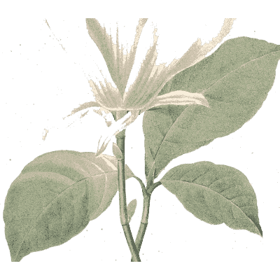 Pale lily study - Choix des Plus Belles Fleurs et des Plus Beaux Fruits - 1833