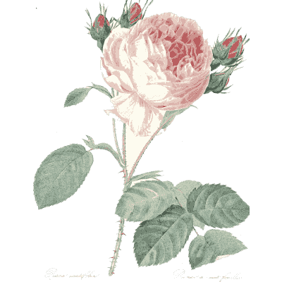 Cabbage rose study - Choix des Plus Belles Fleurs et des Plus Beaux Fruits - 1833