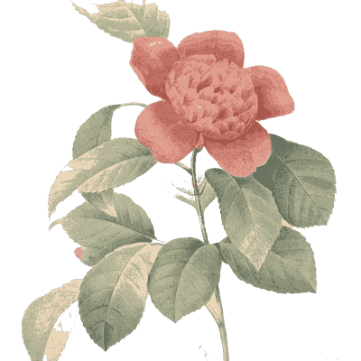 Red rose study - Choix des Plus Belles Fleurs et des Plus Beaux Fruits - 1833