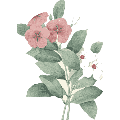 Pink blossom spray - Choix des Plus Belles Fleurs et des Plus Beaux Fruits - 1833