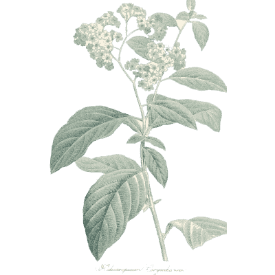 Pale leafy stem study - Choix des Plus Belles Fleurs et des Plus Beaux Fruits - 1833