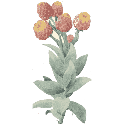 Orange flower cluster - Choix des Plus Belles Fleurs et des Plus Beaux Fruits - 1833