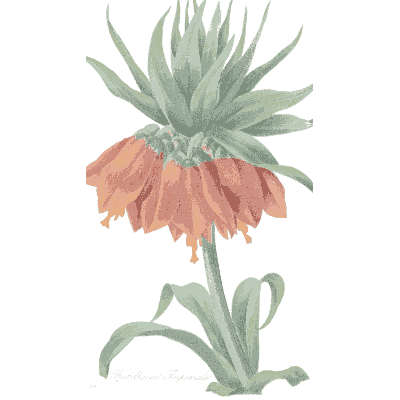Crown imperial study - Choix des Plus Belles Fleurs et des Plus Beaux Fruits - 1833