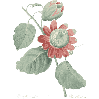 Red passionflower study - Choix des Plus Belles Fleurs et des Plus Beaux Fruits - 1833