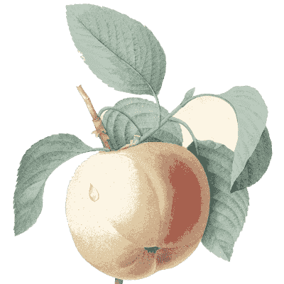 Apple branch study - Choix des Plus Belles Fleurs et des Plus Beaux Fruits - 1833