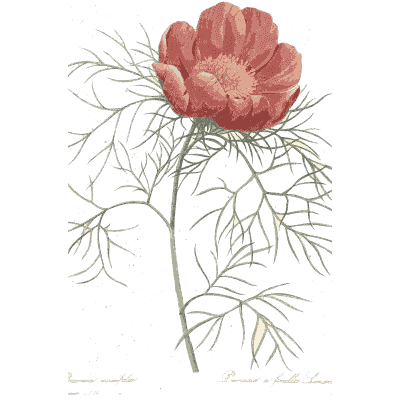 Red poppy study - Choix des Plus Belles Fleurs et des Plus Beaux Fruits - 1833