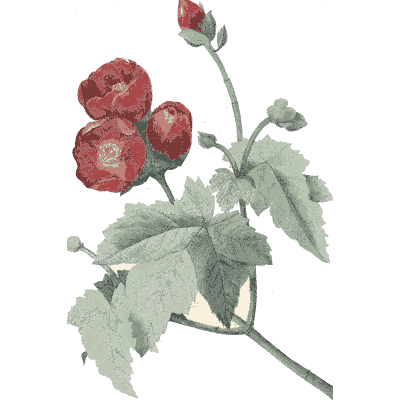 Bramble flower study - Choix des Plus Belles Fleurs et des Plus Beaux Fruits - 1833