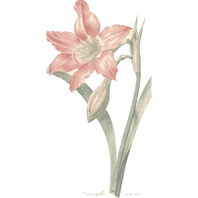 Pink lily study - Choix des Plus Belles Fleurs et des Plus Beaux Fruits - 1833