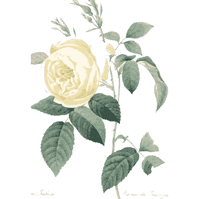 Yellow rose study - Choix des Plus Belles Fleurs et des Plus Beaux Fruits - 1833