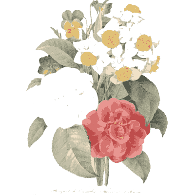 Camellia bouquet - Choix des Plus Belles Fleurs et des Plus Beaux Fruits - 1833