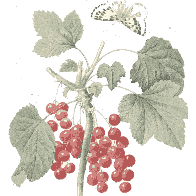 Redcurrant branch study - Choix des Plus Belles Fleurs et des Plus Beaux Fruits - 1833